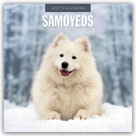 Text: "2027 Calendar SAMOYEDS". Ein lächelnder, flauschiger weißer Samojede sitzt im Schnee, Hintergrund unscharf.