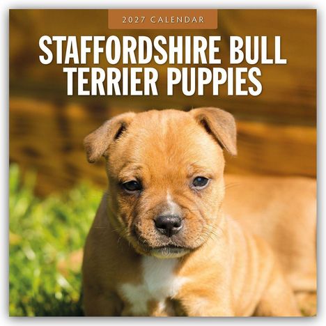 „2027 Calendar: Staffordshire Bull Terrier Puppies“; ein Welpe mit braunem Fell sitzt im Gras.