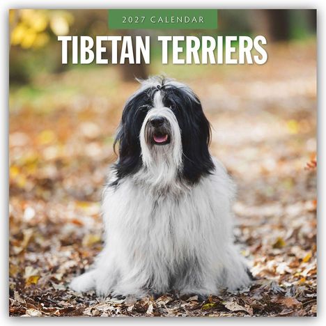 Text: "2027 Calendar" und "Tibetan Terriers". Ein langhaariger, schwarz-weißer Hund sitzt auf Laub im Freien.