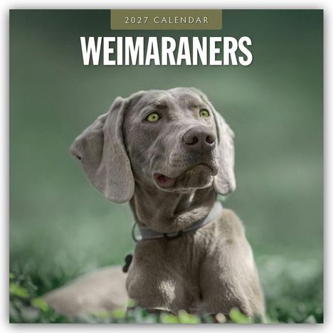 Text: "2027 Calendar" und "Weimaraners". Ein Weimaraner Hund blickt aufmerksam, mit grünem Hintergrund.