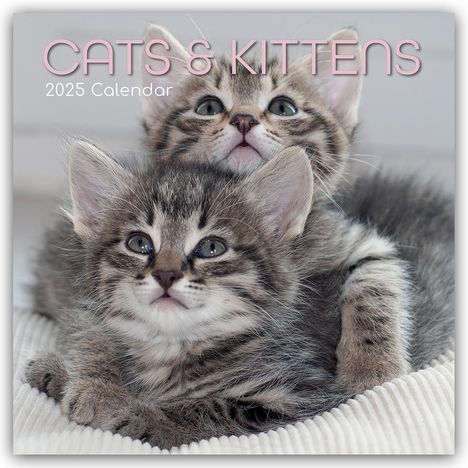 Gifted Stationery Co. Ltd: Cats and Kittens - Katzen und Kätzchen 2025 - 16-Monatskalender, Kalender