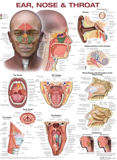 Ear, Nose, and Throat Anatomical Chart, Diverse
