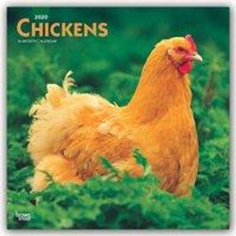 Inc Browntrout Publishers: Chickens 2020 Square Wall Calendar, Diverse