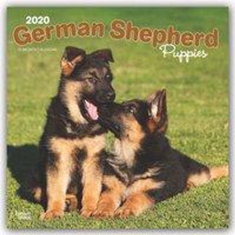 German Shepherd Puppies - Deutsche Schäferhunde - Welpen 2020 - 18-Monatskalender mit freier DogDays-App, Buch