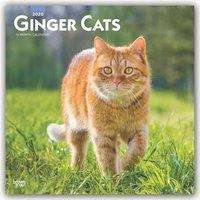 Inc Browntrout Publishers: Ginger Cats 2020 Square, Diverse