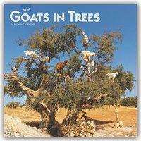 Goats in Trees - Ziegen auf Bäumen 2020 - 18-Monatskalender, Buch