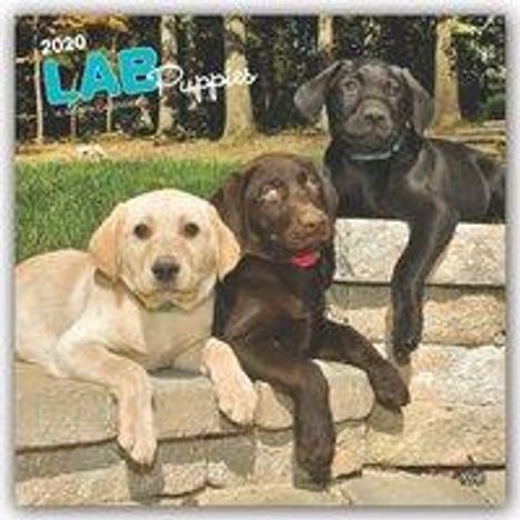 Labrador Retriever Puppies - Labradorwelpen 2020 - 18-Monatskalender mit freier DogDays-App, Buch