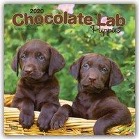Chocolate Labrador Retriever Puppies - Braune Labradorwelpen 2020 - 18-Monatskalender mit freier DogDays-App, Buch