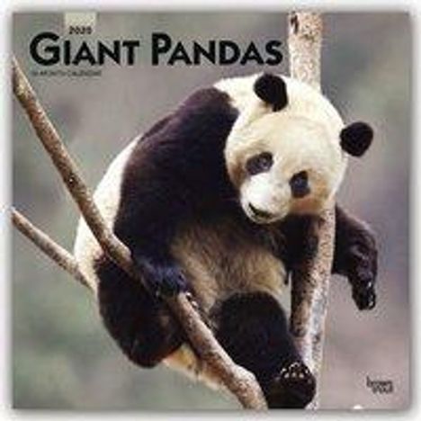 Pandas - Pandabären 2020 - 18-Monatskalender, Buch