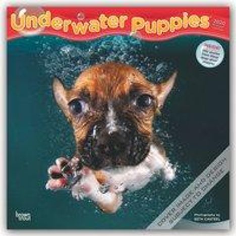 Underwater Puppies - Welpen unter Wasser 2020 - 18-Monatskalender, Buch
