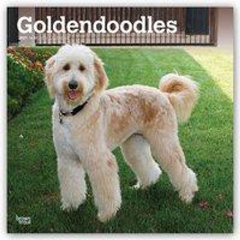 Goldendoodles 2021 - 18-Monatskalender mit freier DogDays-Ap, Kalender