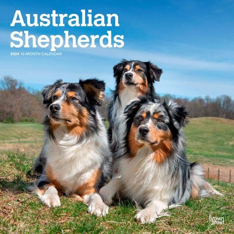 Australian Shepherds 2024 Square, Kalender