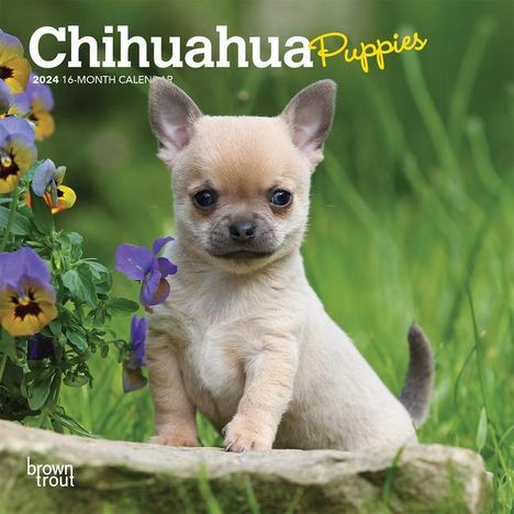 Chihuahua Puppies 2024 Mini 7x7, Buch