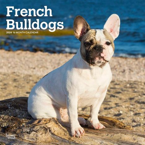 French Bulldogs 2024 Square, Kalender