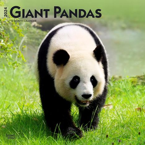Giant Pandas 2024 Square, Kalender