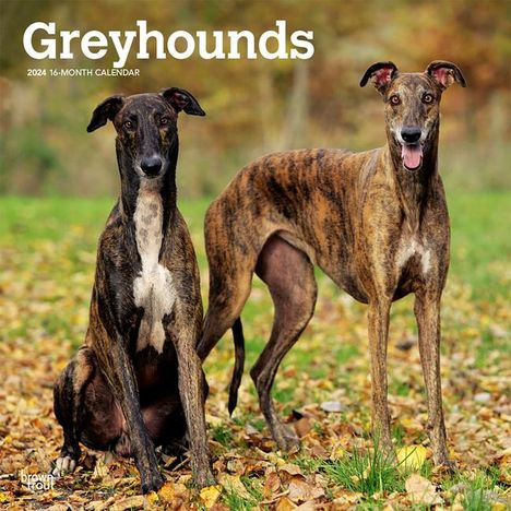 Greyhounds 2024 Square, Kalender