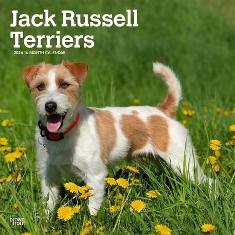 Jack Russell Terriers 2024 Square, Kalender