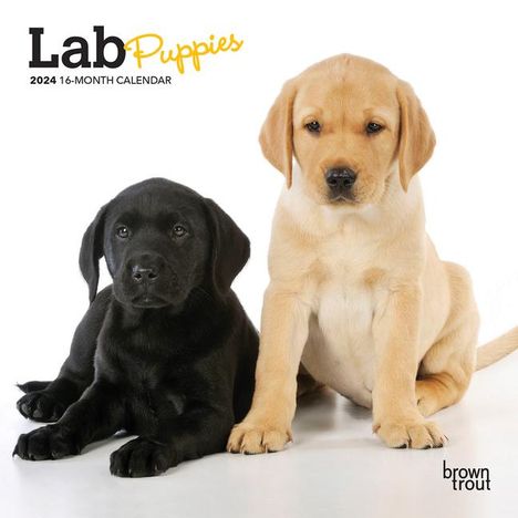 Lab Puppies 2024 Mini 7x7, Buch