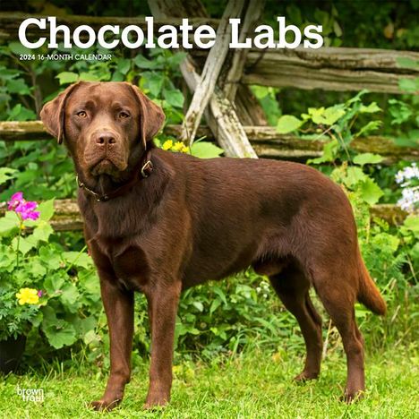 Labrador Retrievers, Chocolate 2024 Square, Kalender