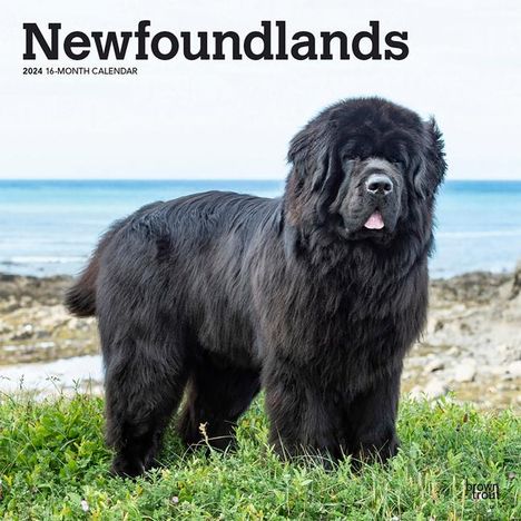 Newfoundlands 2024 Square, Kalender