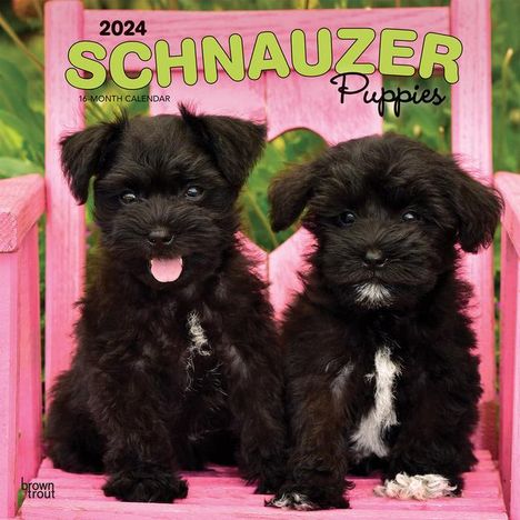 Schnauzer Puppies 2024 Square, Kalender