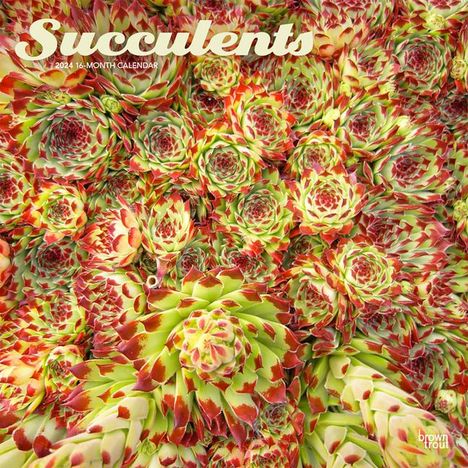 Succulents 2024 Square, Kalender