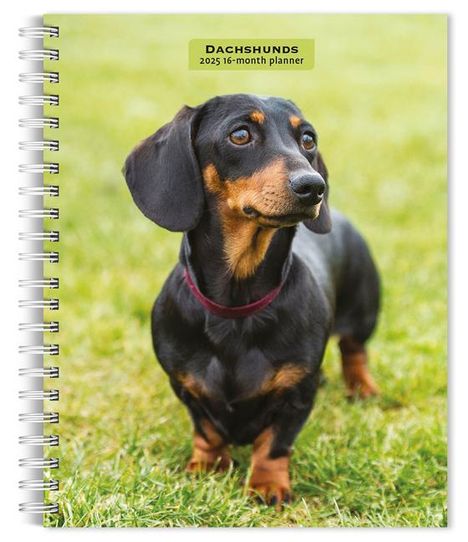 Browntrout: Dachshunds 2025 6 X 7.75 Inch Spiral-Bound Wire-O Weekly Engagement Planner Calendar New Full-Color Image Every Week, Kalender