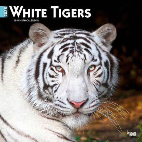Browntrout: White Tigers 2025 12 X 24 Inch Monthly Square Wall Calendar Plastic-Free, Kalender