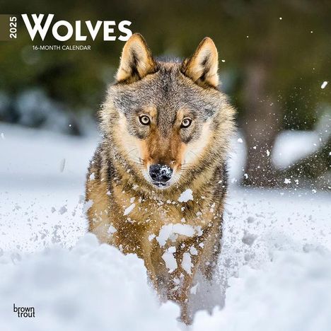 Browntrout: Wolves 2025 12 X 24 Inch Monthly Square Wall Calendar Plastic-Free, Kalender