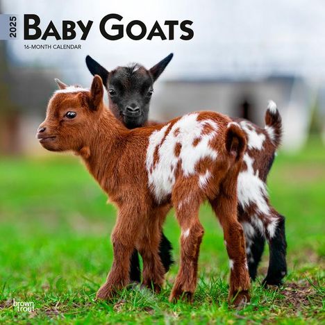 Browntrout: Baby Goats 2025 12 X 24 Inch Monthly Square Wall Calendar Plastic-Free, Kalender
