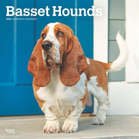 Browntrout: Basset Hounds 2025 12 X 24 Inch Monthly Square Wall Calendar Plastic-Free, Kalender