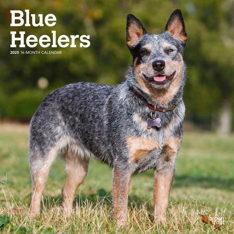 Browntrout: Blue Heelers 2025 12 X 24 Inch Monthly Square Wall Calendar Plastic-Free, Kalender