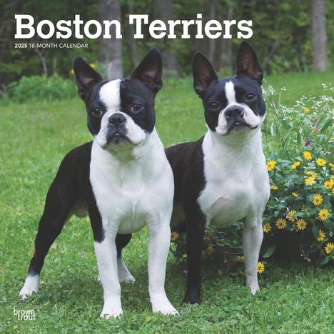 Browntrout: Boston Terriers 2025 12 X 24 Inch Monthly Square Wall Calendar Plastic-Free, Kalender