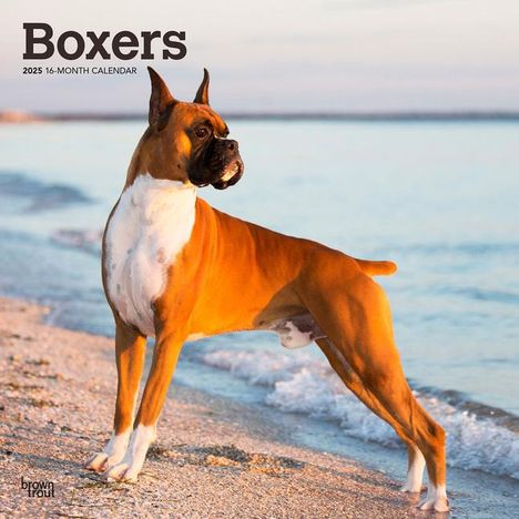 Browntrout: Boxers 2025 12 X 24 Inch Monthly Square Wall Calendar Plastic-Free, Kalender