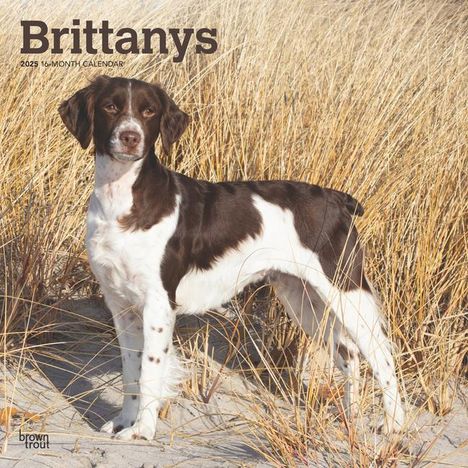 Browntrout: Brittanys 2025 12 X 24 Inch Monthly Square Wall Calendar Plastic-Free, Kalender