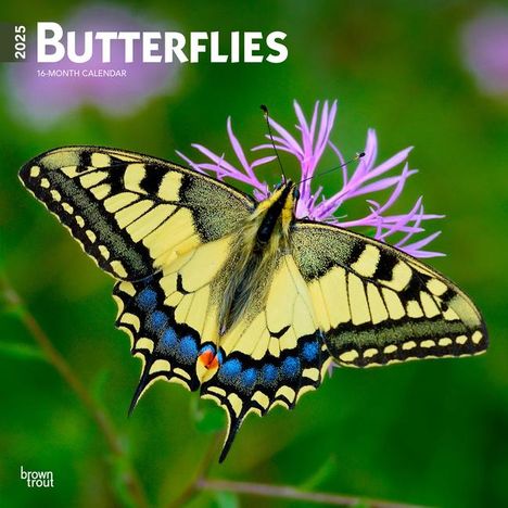 Browntrout: Butterflies 2025 12 X 24 Inch Monthly Square Wall Calendar Plastic-Free, Kalender