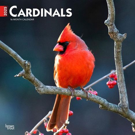 Browntrout: Cardinals 2025 12 X 24 Inch Monthly Square Wall Calendar Plastic-Free, Kalender