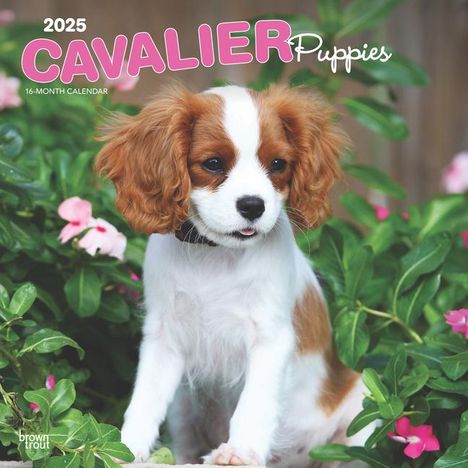 Browntrout: Cavalier King Charles Spaniel Puppies 2025 12 X 24 Inch Monthly Square Wall Calendar Plastic-Free, Kalender