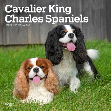 Browntrout: Cavalier King Charles Spaniels 2025 12 X 24 Inch Monthly Square Wall Calendar Plastic-Free, Kalender