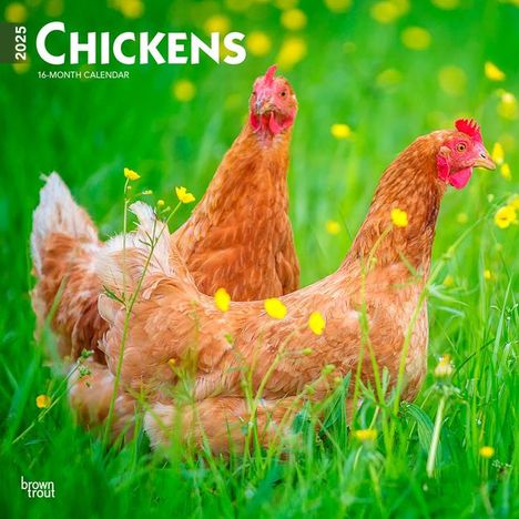 Browntrout: Chickens 2025 12 X 24 Inch Monthly Square Wall Calendar Plastic-Free, Kalender
