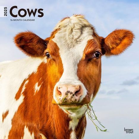 Browntrout: Cows 2025 12 X 24 Inch Monthly Square Wall Calendar Plastic-Free, Kalender