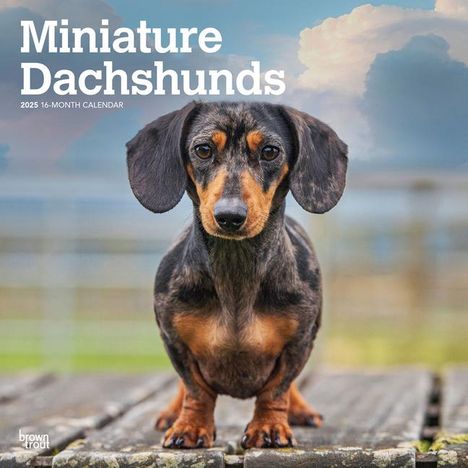 Browntrout: Miniature Dachshunds 2025 12 X 24 Inch Monthly Square Wall Calendar Plastic-Free, Kalender