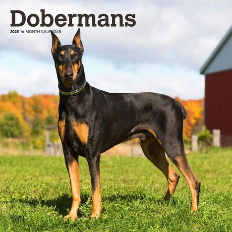 Browntrout: Dobermans 2025 12 X 24 Inch Monthly Square Wall Calendar Plastic-Free, Kalender