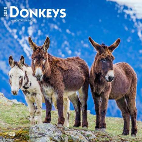 Browntrout: Donkeys 2025 12 X 24 Inch Monthly Square Wall Calendar Plastic-Free, Kalender