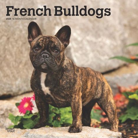 Browntrout: French Bulldogs 2025 12 X 24 Inch Monthly Square Wall Calendar Plastic-Free, Kalender