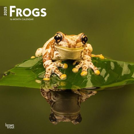 Browntrout: Frogs 2025 12 X 24 Inch Monthly Square Wall Calendar Plastic-Free, Kalender