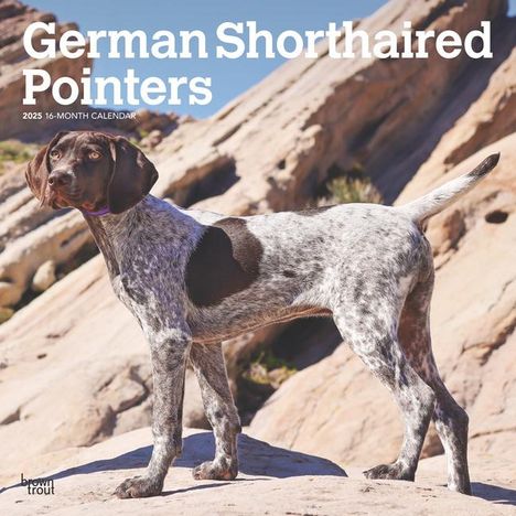 Browntrout: German Shorthaired Pointers 2025 12 X 24 Inch Monthly Square Wall Calendar Plastic-Free, Kalender