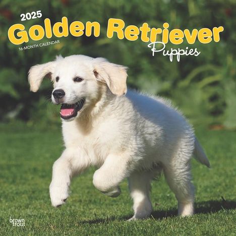 Browntrout: Golden Retriever Puppies 2025 12 X 24 Inch Monthly Square Wall Calendar Plastic-Free, Kalender
