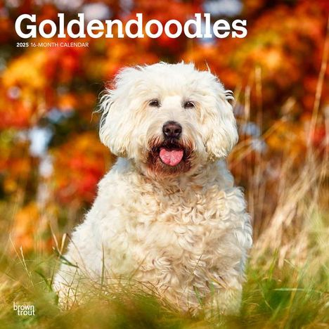 Browntrout: Goldendoodles 2025 12 X 24 Inch Monthly Square Wall Calendar Plastic-Free, Kalender