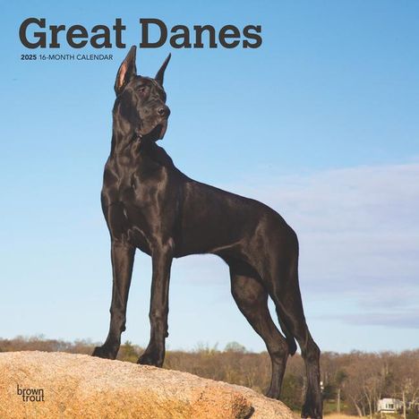 Browntrout: Great Danes 2025 12 X 24 Inch Monthly Square Wall Calendar Plastic-Free, Kalender